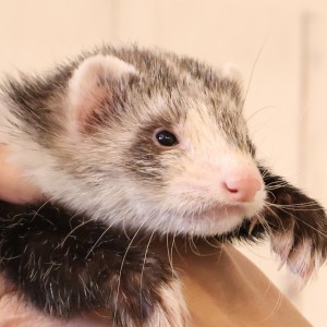 ブレイズ（男の子）