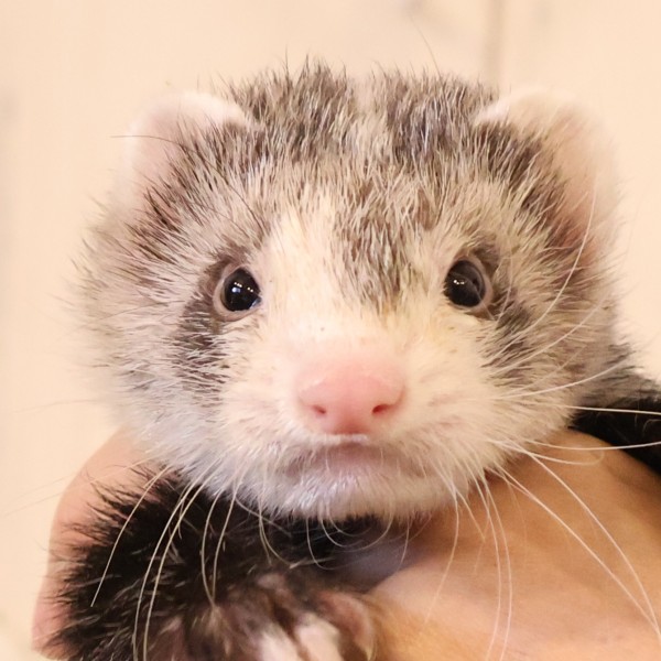 ブレイズ（男の子）