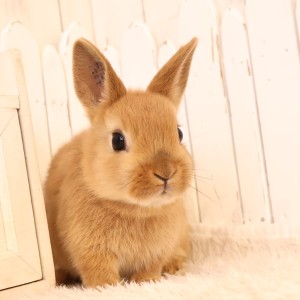 ネザーランドドワーフ　オレンジ（7L）