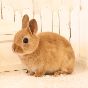 ネザーランドドワーフ　オレンジ（7L）