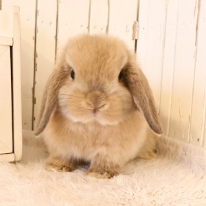 ホーランドロップ　オレンジ（W27）