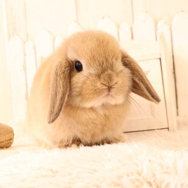 ホーランドロップ　オレンジ（W27）