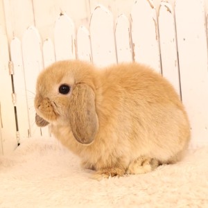 ホーランドロップ　オレンジ（W27）