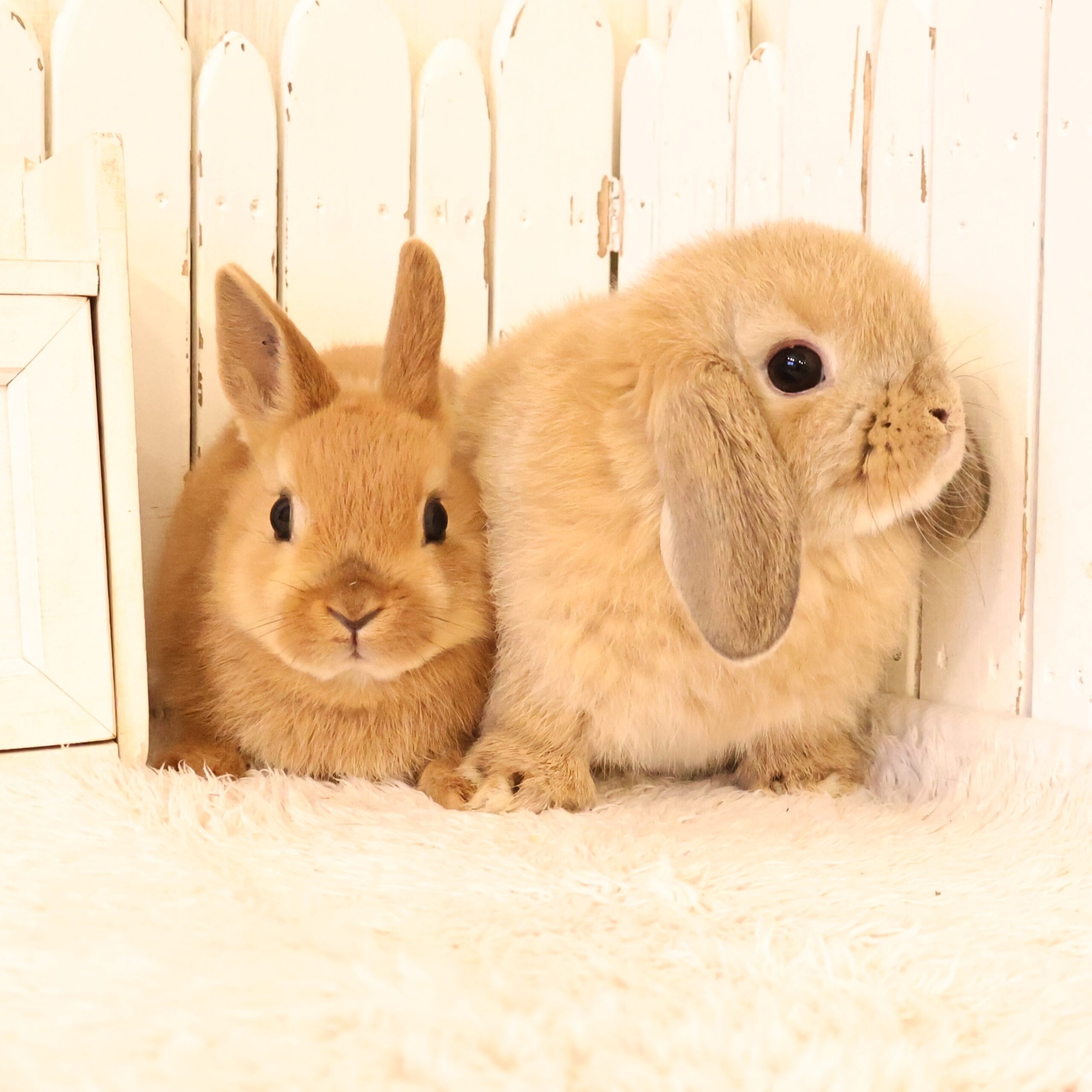 ちびうさぎさんがデビューします♪ - さいたま市北浦和のうさぎ