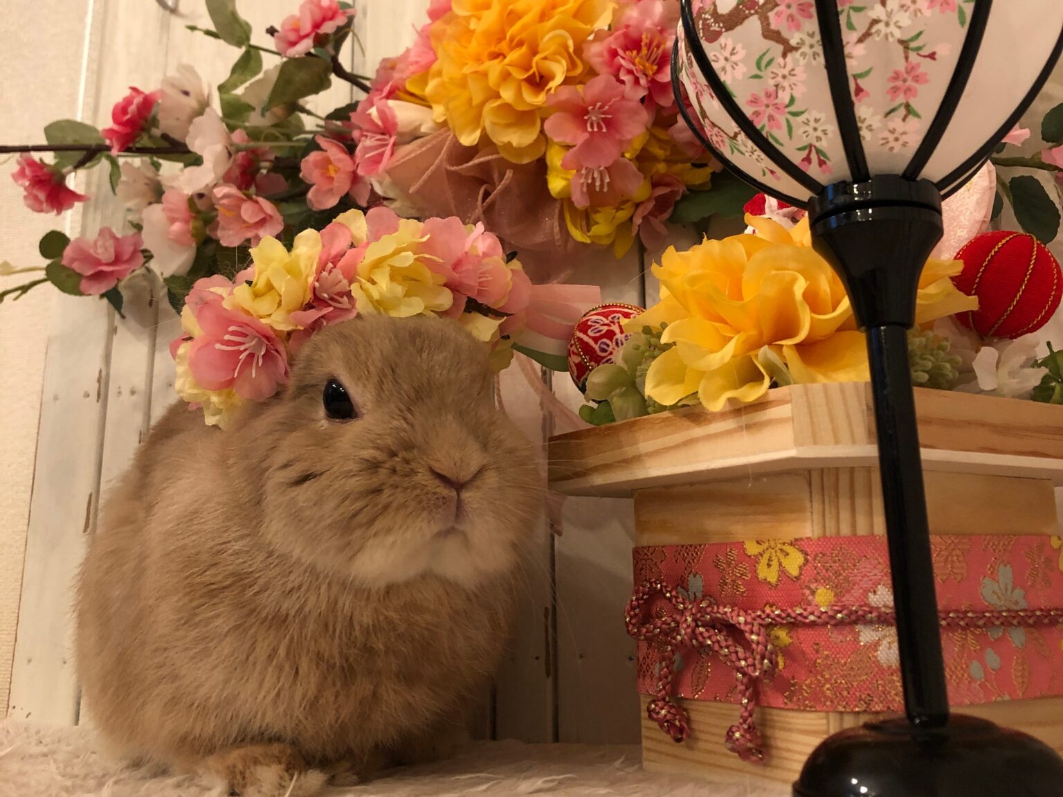 先週ケアに来てくれた可愛いお客様のご紹介です🎎 - さいたま市北浦和のうさぎ・フェレットのお店｜フェレット・リンク＆ラビット・リンク