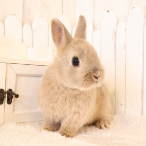 ネザーランドドワーフ　リンクス（8M)