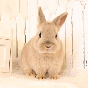 ネザーランドドワーフ　リンクス（8M)