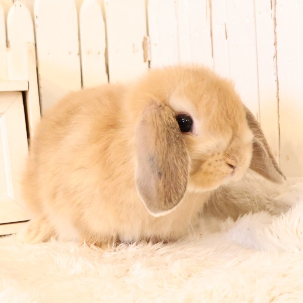 ホーランドロップ　オレンジ（W49）