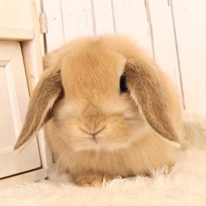 ホーランドロップ　オレンジ（W49）