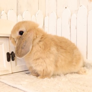 ホーランドロップ　オレンジ（W49）