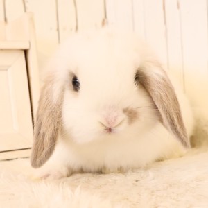 ホーランドロップ　ブロークンリンクス（W59）