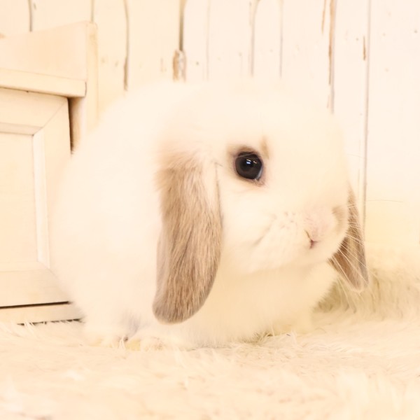 ホーランドロップ　ブロークンリンクス（W59）