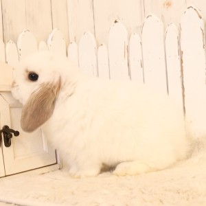 ホーランドロップ　ブロークンリンクス（W59）