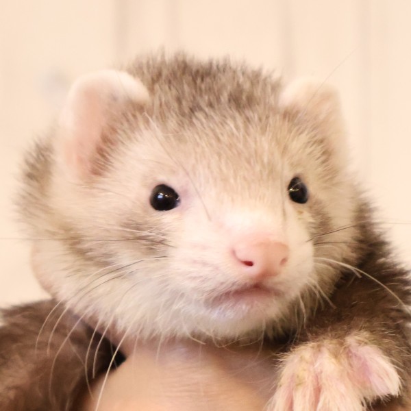 スターリングバターミット（男の子）