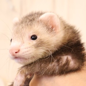 スターリングバターミット（男の子）