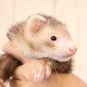 スターリングバターミット（男の子）