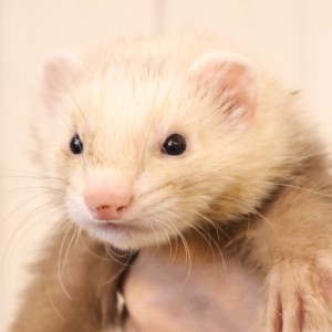 シナモン（男の子）