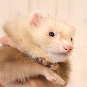 シナモン（男の子）