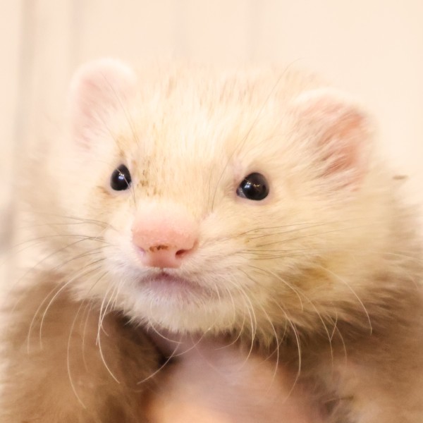 シナモン（男の子）