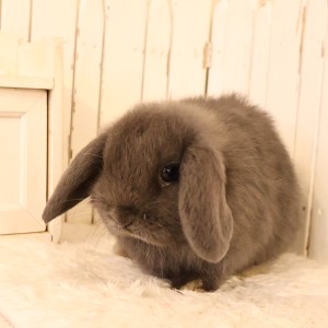 ホーランドロップ　ブルー（B77）