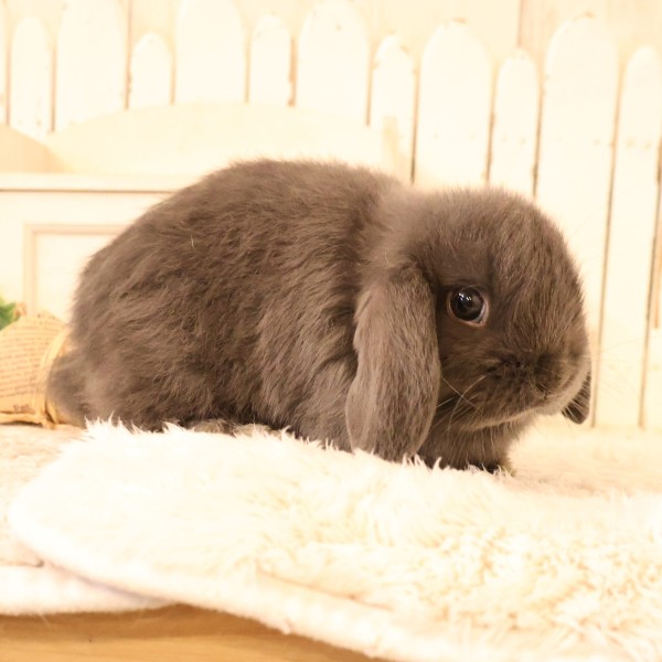 ホーランドロップ　ブルー（B77）