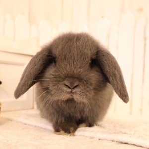 ホーランドロップ　ブルー（B77）