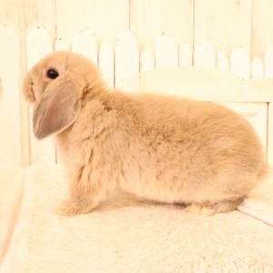 ホーランドロップ　リンクス（W78）