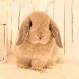 ホーランドロップ　リンクス（W78）