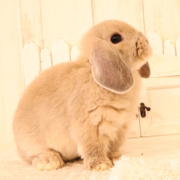 ホーランドロップ　リンクス（W78）