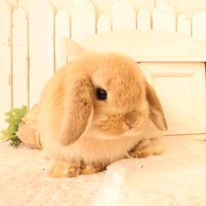 ホーランドロップ　オレンジ（B83）