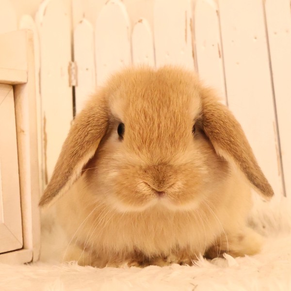 ホーランドロップ　オレンジ（B83）