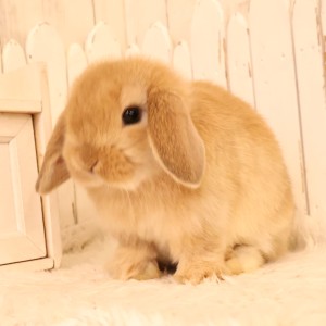 ホーランドロップ　オレンジ（B83）