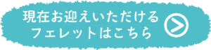 現在お迎えいただけるフェレットはこちらをご覧ください